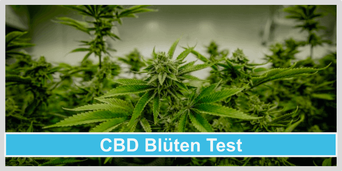 CBD Blueten Test
