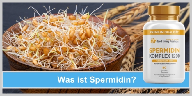Was ist Spermidin? Schale aus Holz mit gekeimten Weizen Keimen und Weizenähren