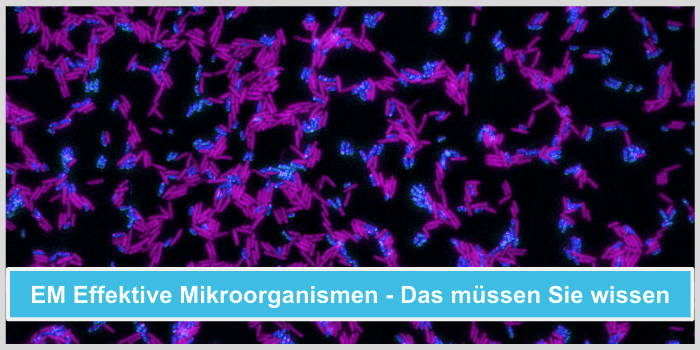 EM Effektive Mikroorganismen Das sollten Sie wissen