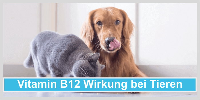 Vitamin B12 Wirkung Hunde Katzen Tiere