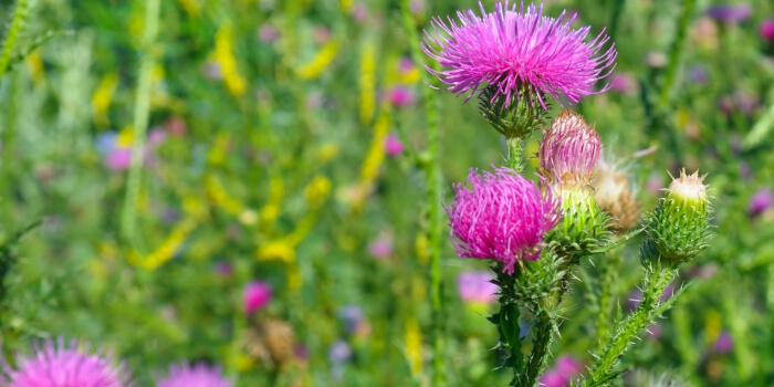 Mariendistel Leber Leberentgiftung Anwendung